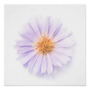 Póster Elegância flor única