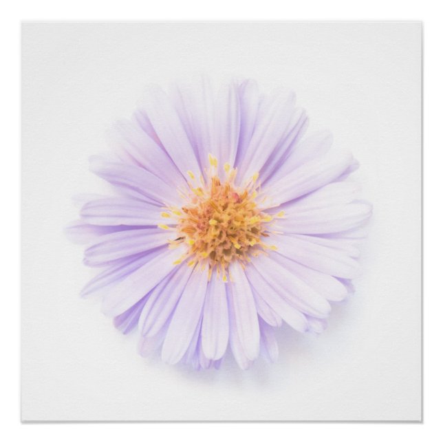 Póster Elegância flor única (Frente)
