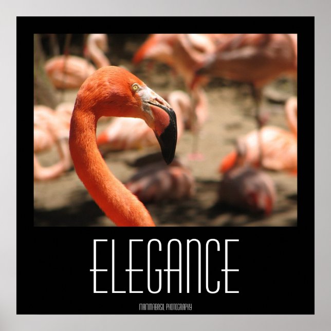 Póster Elegância Poster! (Frente)