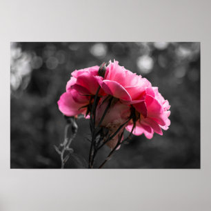 Poster Elegância Rosa Pink do Cartaz
