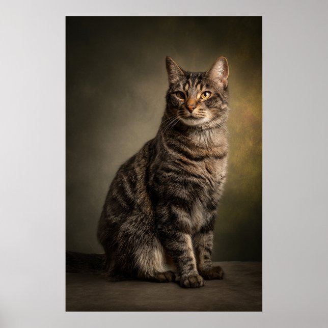 Poster Elegant Cat Studio Portrait (Frente)