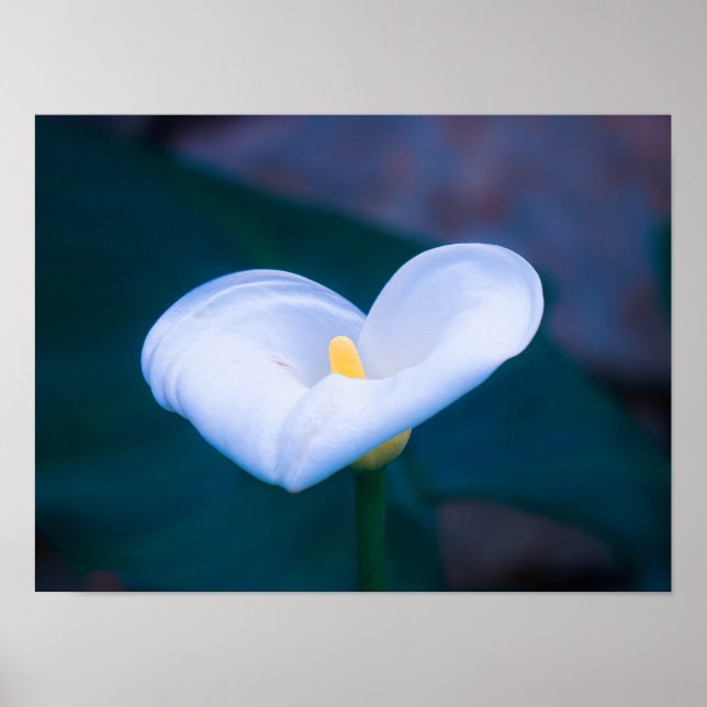 Poster Elegant Heart-Shaped White Calla Lily (Frente)
