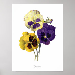 Poster Elegant Vintage Botanical Print Pansies