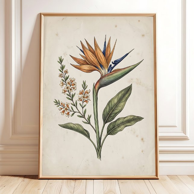 Poster Elegante Ave do Paraíso Vintage (Criador carregado)