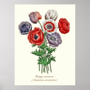 Poster Elegante Botânica Vintage Anêmona Papoula 18"x24"
