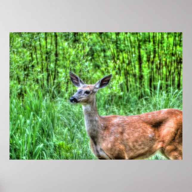 Póster Elegante Doe Female Deer Wildlife Foto (Frente)