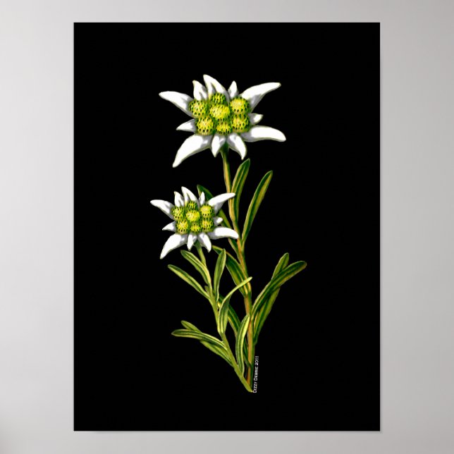 Póster Elegante Edelweiss Trabalho de arte (Frente)