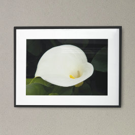 Poster Elegante Flor de Lírio Calla Branco Fotográfico