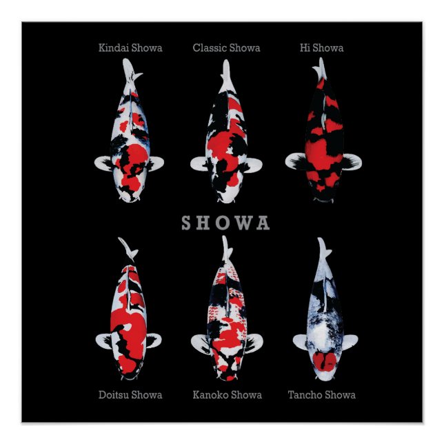 Póster Elegante Koi Fish Poster - Eterno e Deco Artístico (Frente)