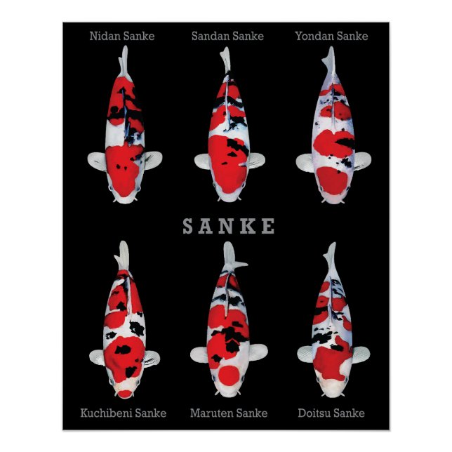 Póster Elegante Koi Fish Poster - Eterno e Deco Artístico (Frente)