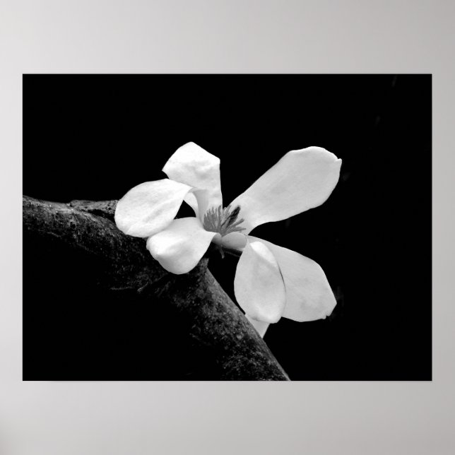 Poster Elegante Magnólia Preta e Branca (Frente)