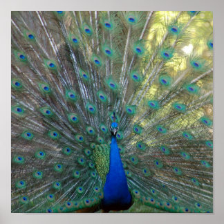 Póster Elegante Peacock