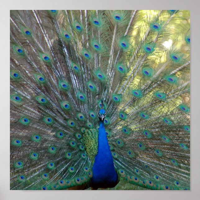 Póster Elegante Peacock (Frente)