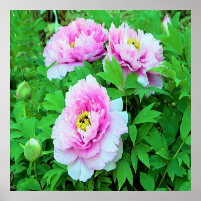 Poster Elegantes Flores de Peônia de Árvore Rosa com Cent (Frente)