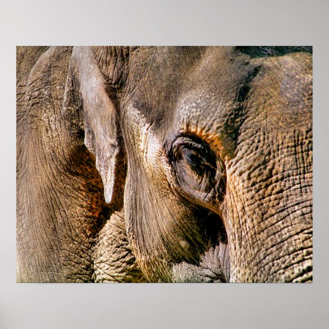 PÓSTER ELEPHANT (Frente)