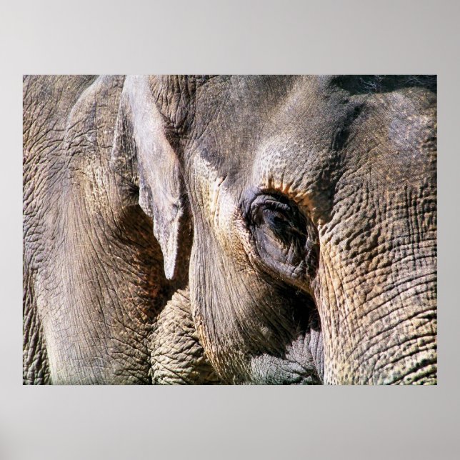 PÓSTER ELEPHANT (Frente)