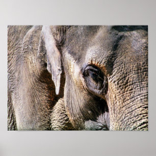 PÓSTER ELEPHANT