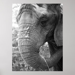 Póster Elephant
