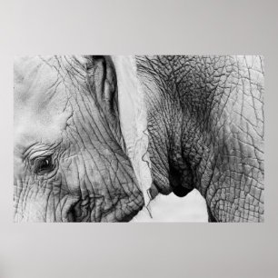 Poster Elephant animal wildlife skin