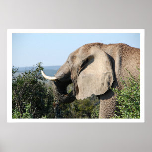 Póster Elephant Eating, South Africa