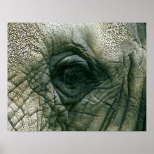 Póster Elephant Eye