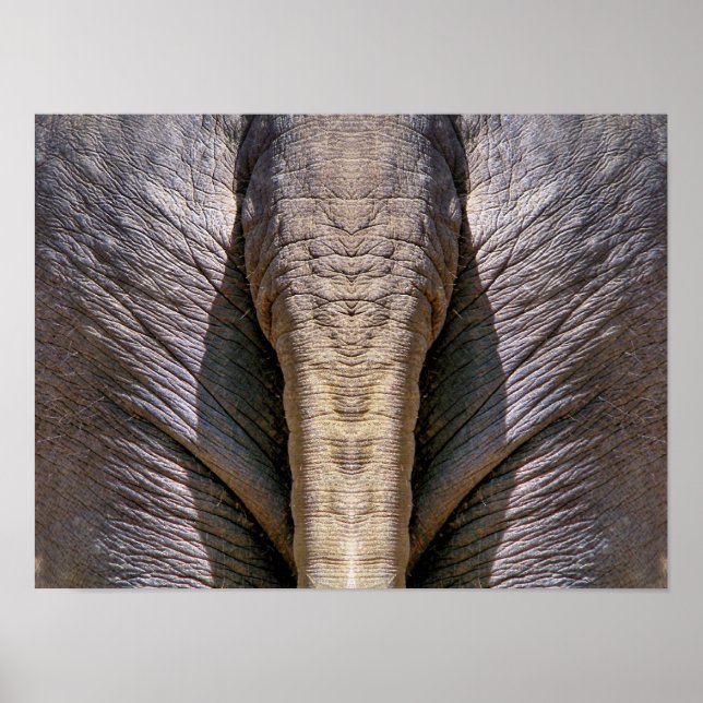 POSTER ELEPHANT FUN (Frente)