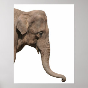 Poster Elephant head