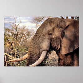 Poster Elephant Lovers Art