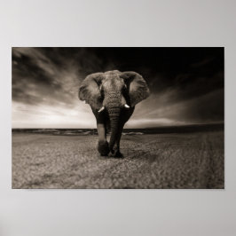Poster Eléphant noir et blanc