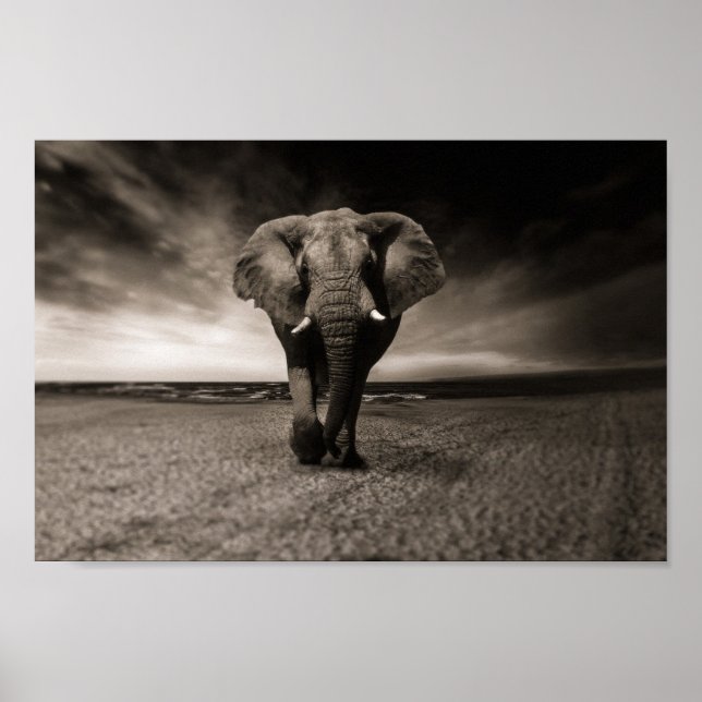 Poster Eléphant noir et blanc (Frente)