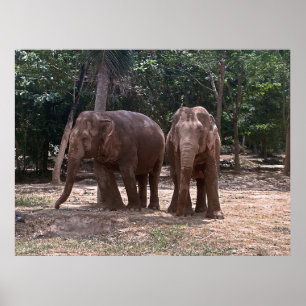 Poster Elephant Pair