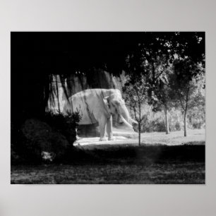 Póster Elephant Photo Print 14" x 11"
