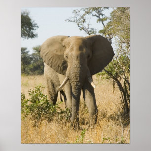 Póster Elephant Portrait