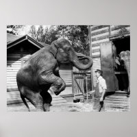 Elephant Trick, 1910