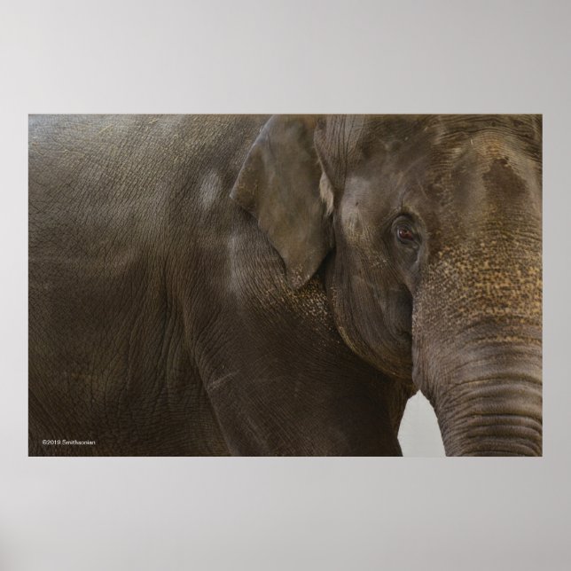 Poster Elephant Up-Close (Frente)