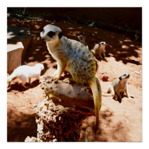 Póster Eliza Rainha Dos Meerkats, Poster