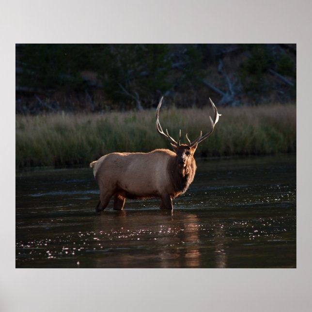 Poster Elk (Frente)