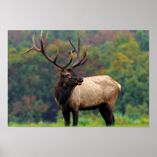 Poster Elk 19x13 (Frente)