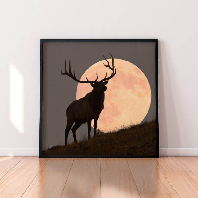 Póster Elk Bull Elk e Moon Rise (Criador carregado)