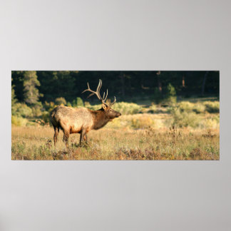 Poster Elk Bull no Parque Nacional Rocky Mountian