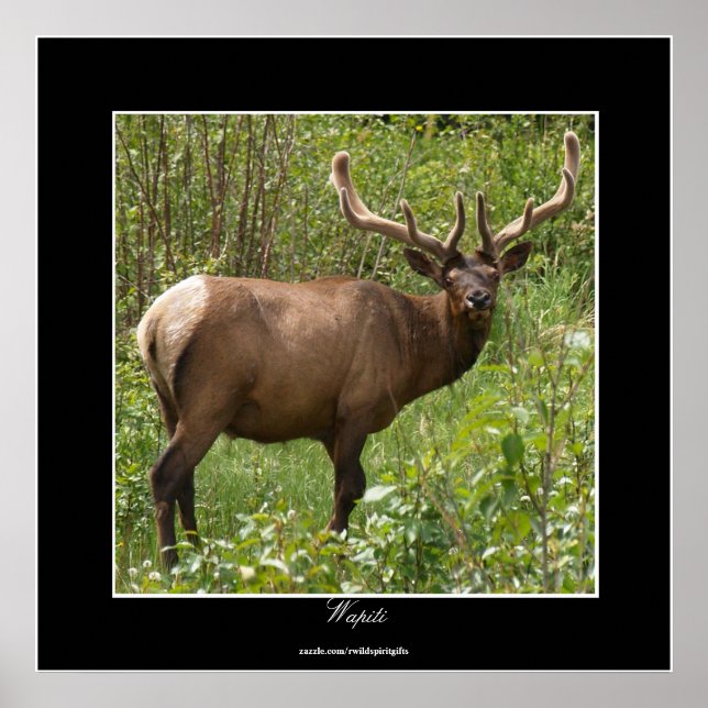 Póster Elk canadense (Wapiti) no Parque Nacional de Jaspe (Frente)