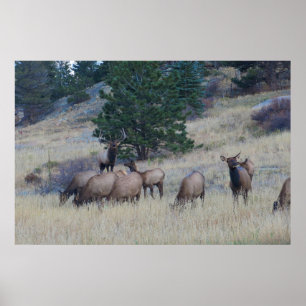 Poster Elk Herd