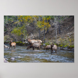 Poster Elk Herd no Big Thompson River