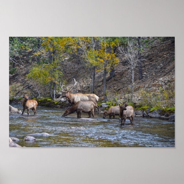 Poster Elk Herd no Big Thompson River (Frente)