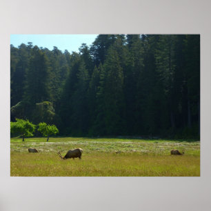 Póster Elk Meadow no Parque Nacional Redwood