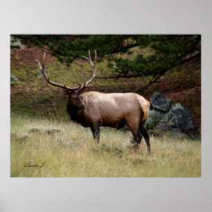 Poster Elk na Natureza