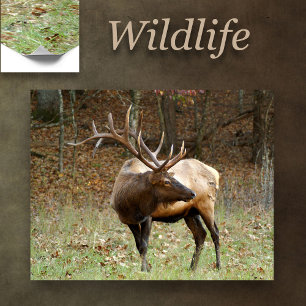 Poster Elk norte-americano