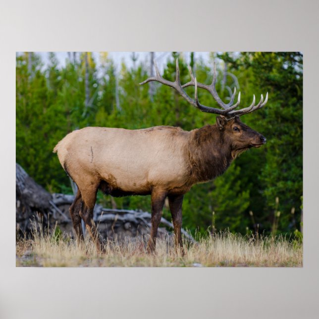 Poster Elk | Parque Nacional Yellowstone, Wyoming (Frente)