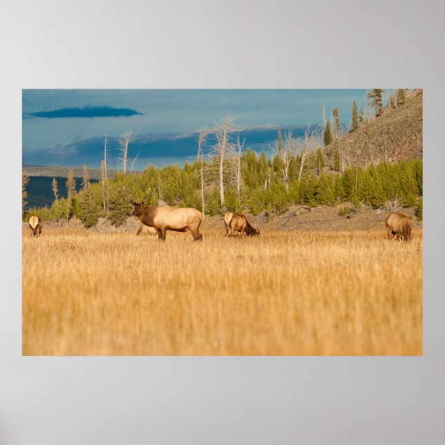 Poster Elks (Frente)