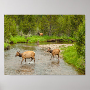 Poster Elks atravessando o Rio Colorado